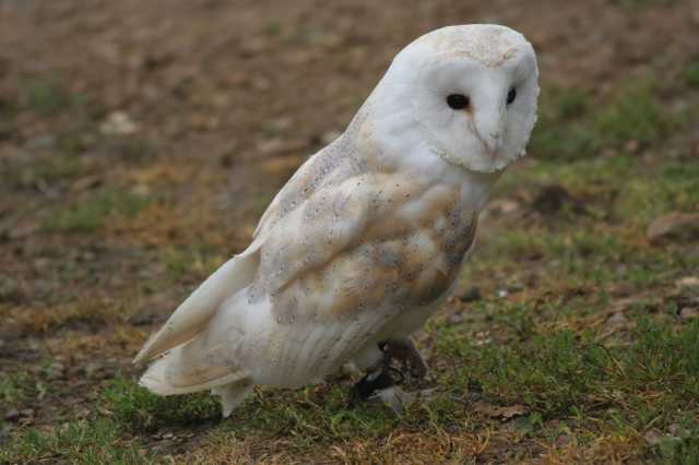Barn owl - PhotoXpress/Peter Barrett