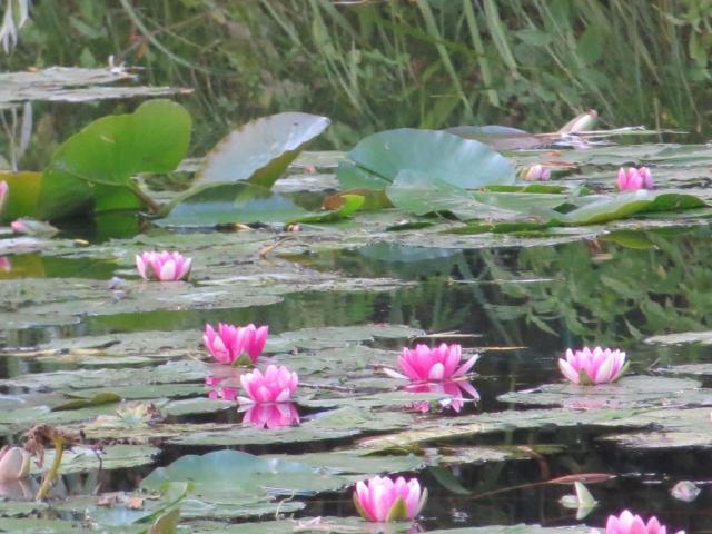 Water lilies at Giverny
