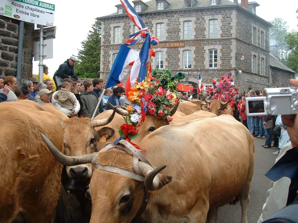 Aubrac cows during the transhumance celebrations
